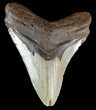 Bargain, Megalodon Tooth - North Carolina #54894-1